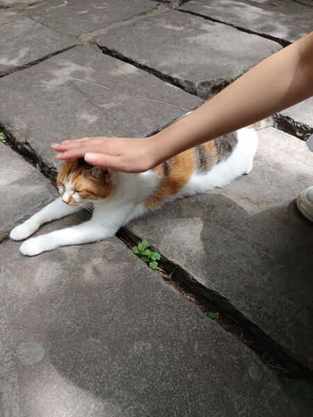 File:南京 猫咪.jpg