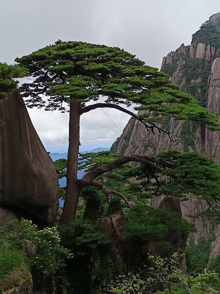 File:黄山 迎客松.jpg