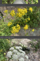 Thumbnail for version as of 17:36, 28 May 2025