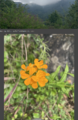 Thumbnail for version as of 17:36, 28 May 2025